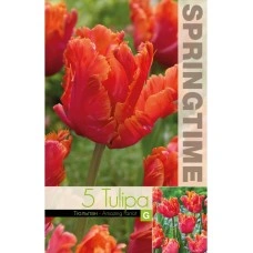 Лале Амейзинг Tulipa Amazing Parrot - 5 бр луковици