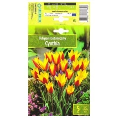 Лале Синтия Tulip Cynthia - 5 бр луковици