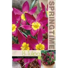 Лале Екзотична девойка Tulipa Pucella Odalisque - 8 бр луковици