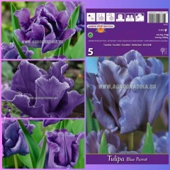 Лале Син папагал Tulipa Blue Parrot - 5 бр луковици