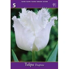 Лале Дайтона Tulipа Daytona - 5 бр луковици