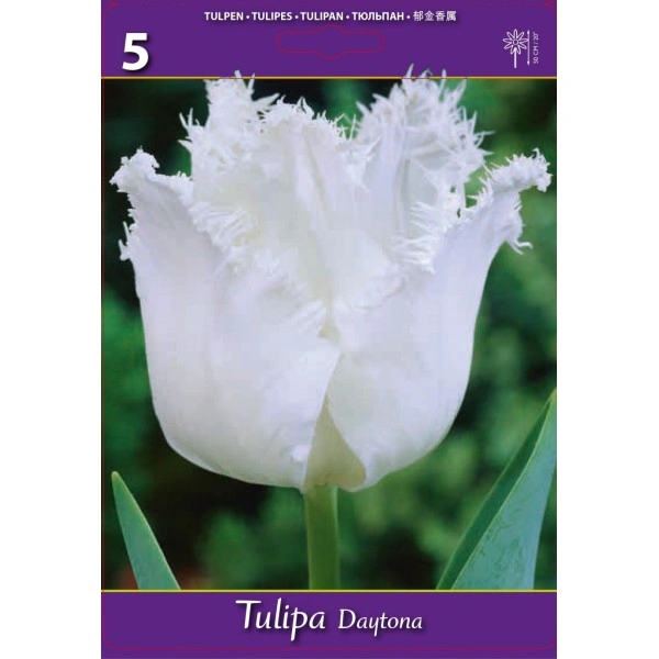 Лале Дайтона Tulipа Daytona - 5 бр луковици
