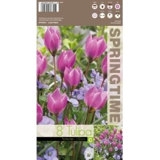 Лале Елена Tulipa Helene - 8 бр луковици