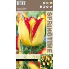 Лале Кейптаун Tulipа Cape Town - 8 бр луковици