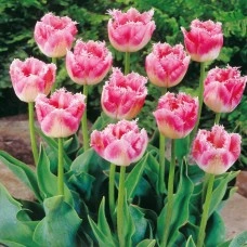 Лале Елегантни ресни Tulipа Fancy Frills - 5 бр луковици