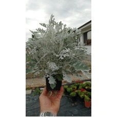 Сребриста Цинерария (Сенецио) Jacobaea maritima (Senecio cineraria)
