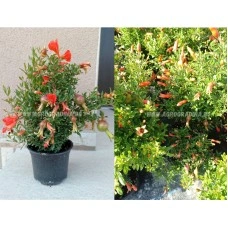 Декоративен (НЕ ядлив) нар С ЦВЯТ И ПЛОД (РЕАЛНИ СНИМКИ)