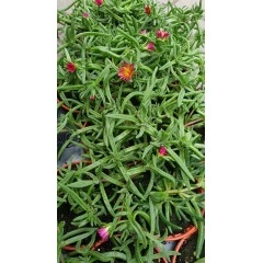 Разсад Делосперма