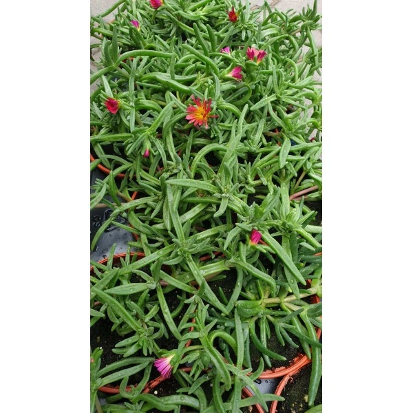 Разсад Делосперма