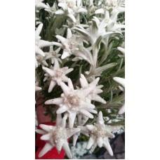 Еделвайс в саксия с ЦЪФТЕЖ Edelweiss Stella Alpina white