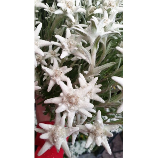 Еделвайс в саксия с ЦЪФТЕЖ Edelweiss Stella Alpina white