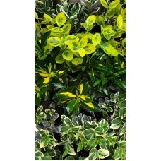 Евонимус микс