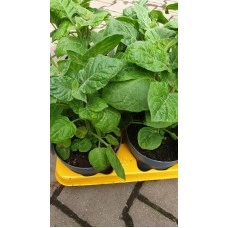 Физалис Physalis peruviana (ядлив) в саксия