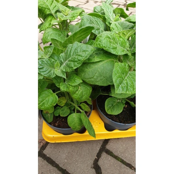 Физалис Physalis peruviana (ядлив) в саксия