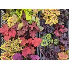 Хойхера в саксия - НОВО зареждане - различни цветове