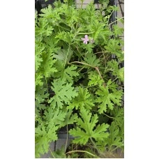 Индрише в саксия