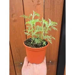 Разсад Сладък Пелин Artemisia annua - билката която мори РАКА