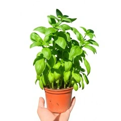 Разсад Босилек Ocimum basilicum