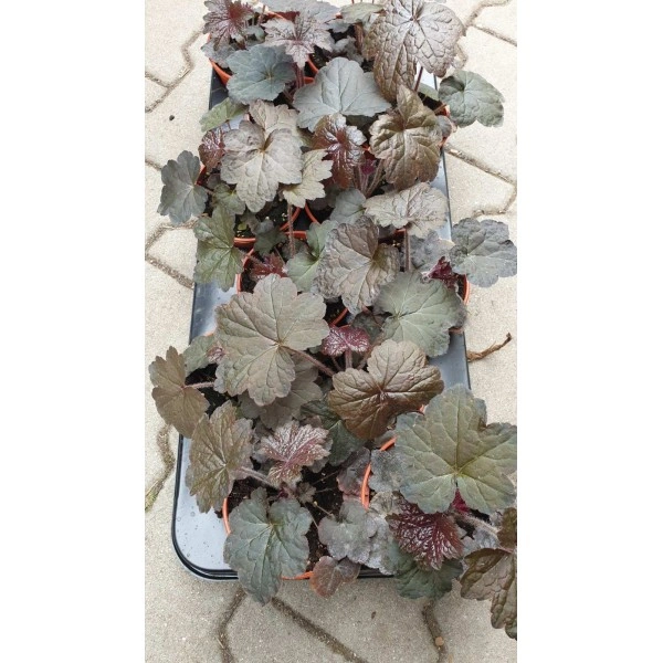 Разсад Хойхера - в саксия 10,5см