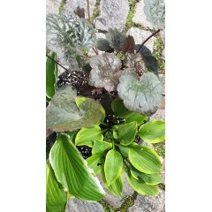 Комплект Разсад - 1 брой Хойхиера и 2 броя Хости