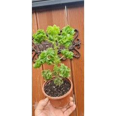 Разсад Индрише къдраво