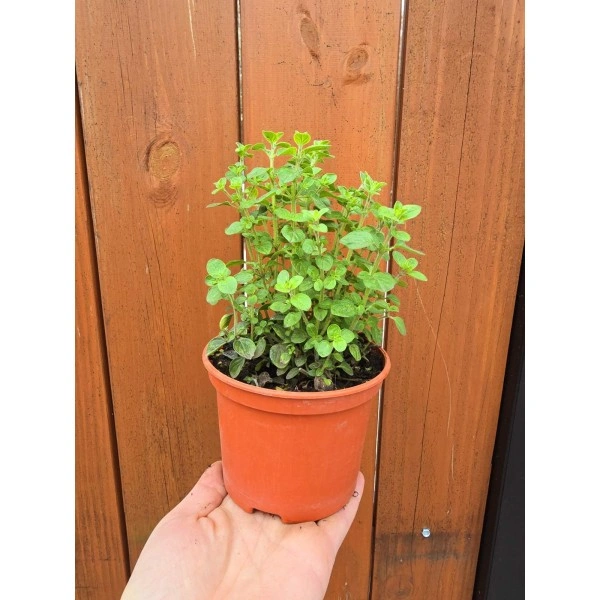 Разсад Риган Origanum vulgare