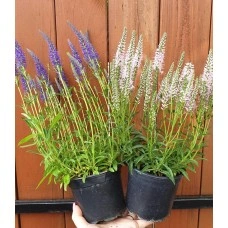 Вероника (Великденче) Verónica в саксия (РЕАЛНИ СНИМКИ)