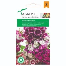 Градински Карамфил Микс Diantus barbatus
