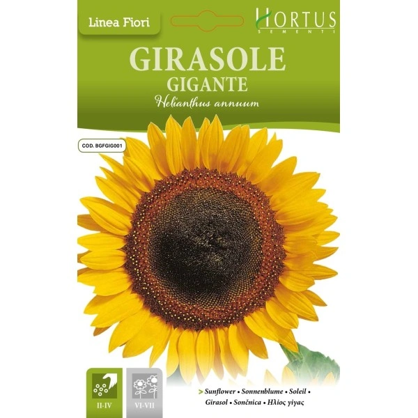 Слънчоглед Жълт Гигант Helianthus annuum