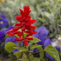 Салвия (Пламък) Salvia splendens