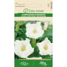 Датура Бяла Datura metel