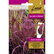 Декоративен Ориз Черен мед Oryza sativa