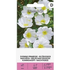 Вечерна Бяла Иглика Oenothera pallida