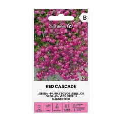 Лобелия Червена Каскадна Lobelia erinus L.