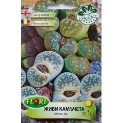 Живи камъчета Lithops sp.