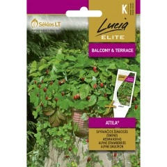 Ягоди Алпийски Атила Fragaria vesca