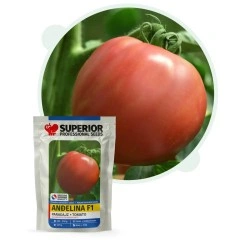 Домат Анджелина F1 - джинка
