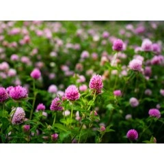 Червена детелина