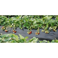 Фолио за предпазване (мулчиране) на почвата с сребърно-черен филм 1.2х5м.