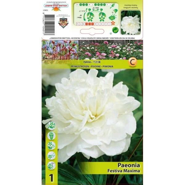 Божур Бял Фестива Максима Paeonia Festiva Maxima (Paeonia lactiflora) - 1 бр луковицa