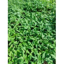 Разсад за Домати Ръгби F1 - Тарелка 72 броя