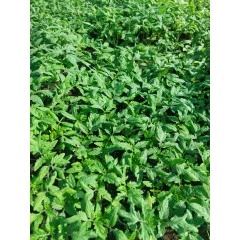 Разсад за Домати Ръгби F1 - Тарелка 72 броя