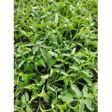 Разсад за Домати Розова Магия - Тарелка 72 броя