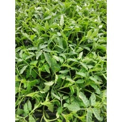 Разсад за Домати Розова Магия - Тарелка 72 броя