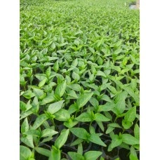 Разсад за пипер Хисарска капия - табла 128 гнезда