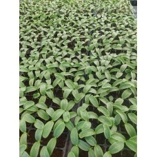 Разсад за японски краставици Тести Кинг F1 - тарелка 72 броя