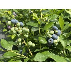 Синя Боровинка Патриот Vaccinium Patriot