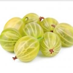 Разсад цариградско грозде (Бодливото грозде)