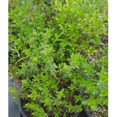 Разсад Планинска Чубрица Satureja montana