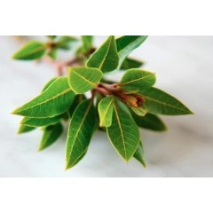 Разсад Дафинов лист (лавър, дафин) Laurus nobilis